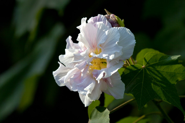 芙蓉花可以修剪枝葉嗎