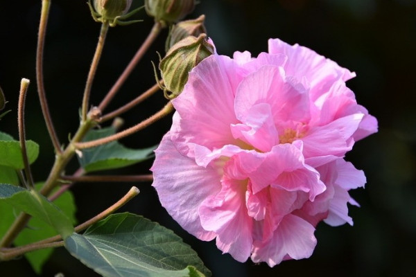 芙蓉花可以修剪枝葉嗎