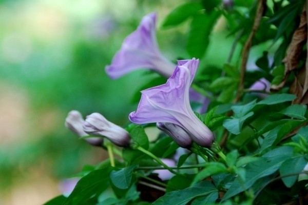 牽牛花春天幾天澆水一次