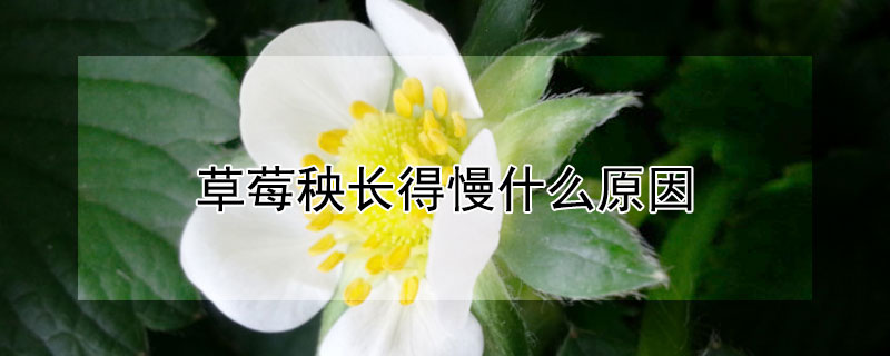 草莓秧長(zhǎng)得慢什么原因