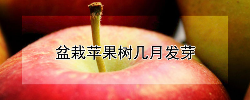 盆栽蘋果樹幾月發芽