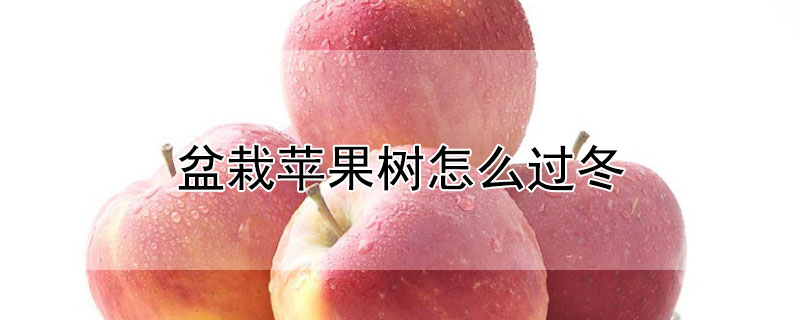 盆栽蘋果樹怎么過(guò)冬