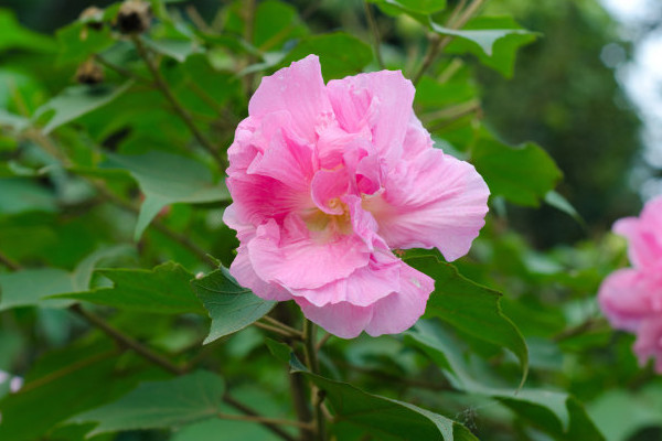 芙蓉花怎樣修剪