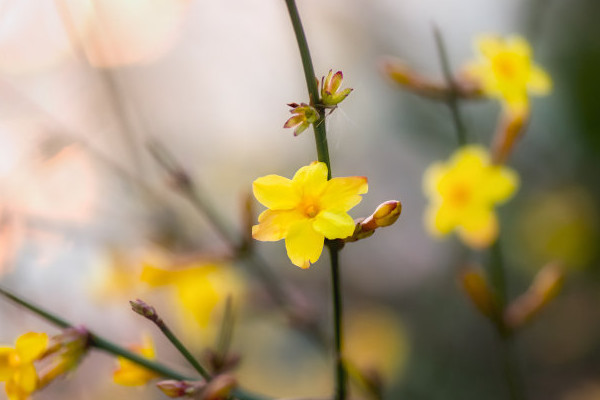 迎春花春季徒長怎么辦