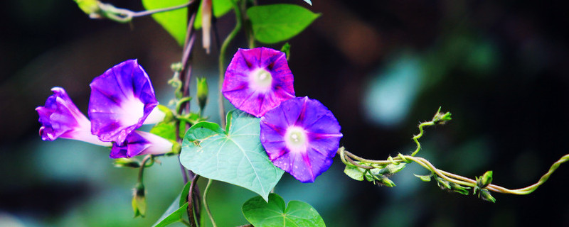 牽牛花種子能保存多久