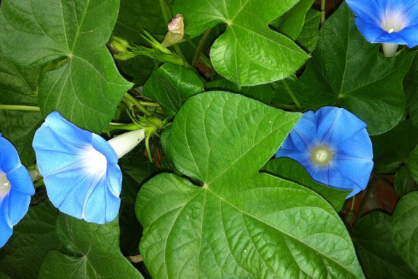 盆栽牽牛花能活多久