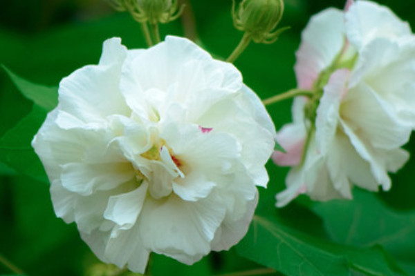 芙蓉花夏天能不能放在外面養