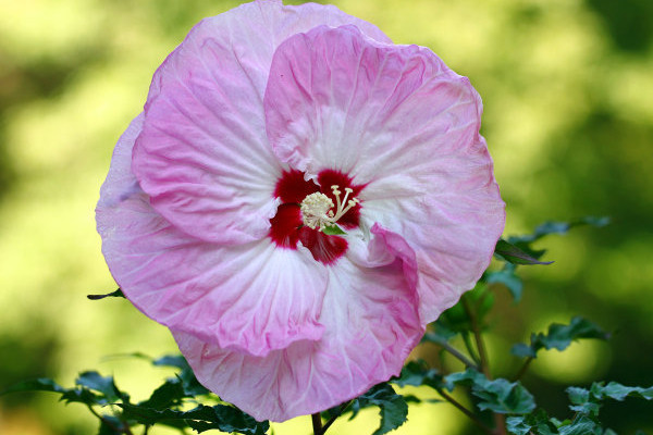 芙蓉花水培能不能栽活