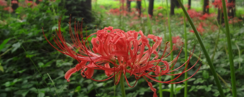 彼岸花怎樣種植才開花