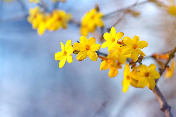 迎春花夏天開的是什么樣子的