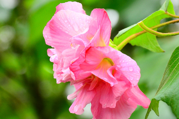 芙蓉花長在水里嗎