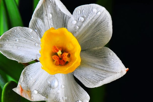 水仙從發芽到開花要多久