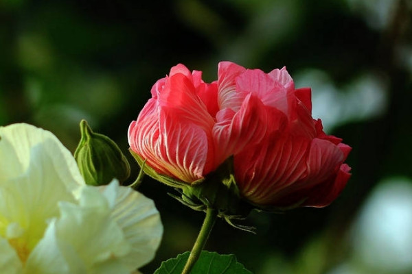 盆栽芙蓉花可以家養嗎