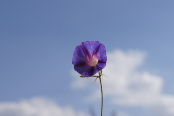 牽牛花耐寒幾度