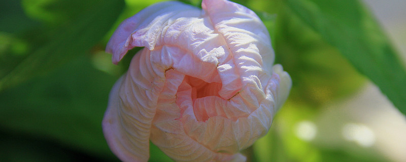 芙蓉花葉子掉完了還會生長嗎