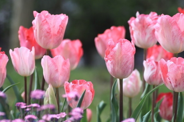 郁金香發芽后怎么澆水