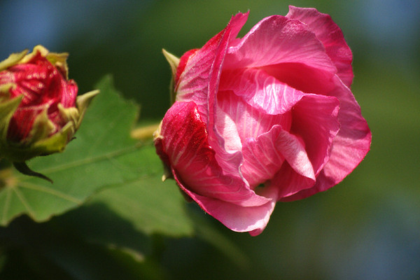 芙蓉花如何結(jié)種子