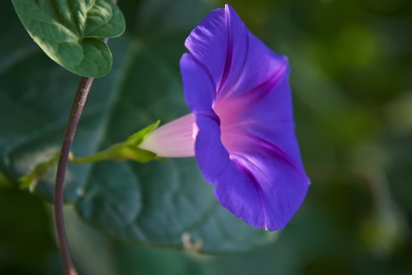 牽牛花冬天落葉嗎