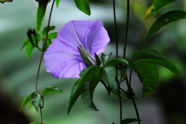 牽牛花秋天幾天澆水一次