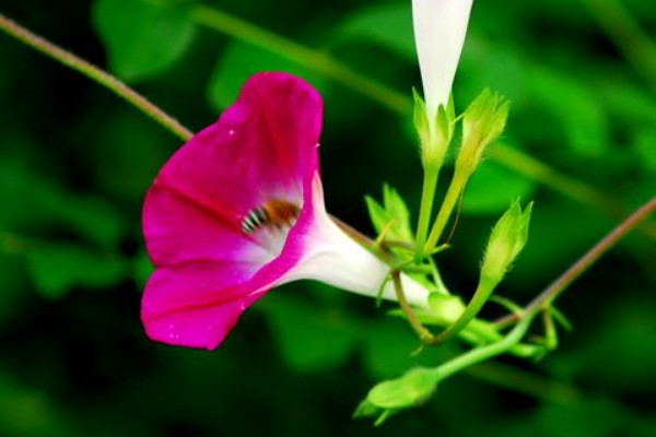 牽牛花夏天要不要施肥