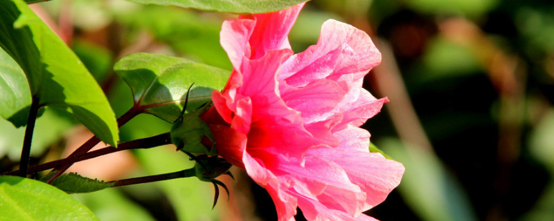 芙蓉花長長就死是咋回事