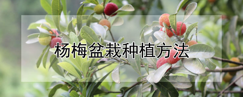 楊梅盆栽種植方法