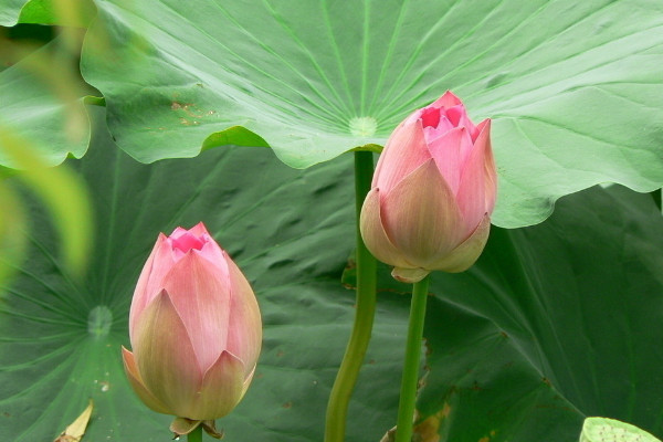 荷花為什么長在水里