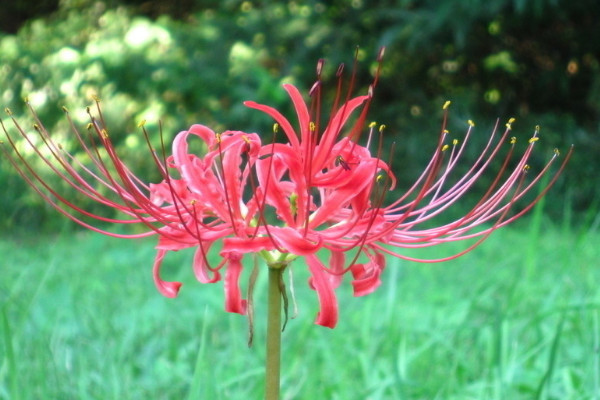 彼岸花養殖開花要多久