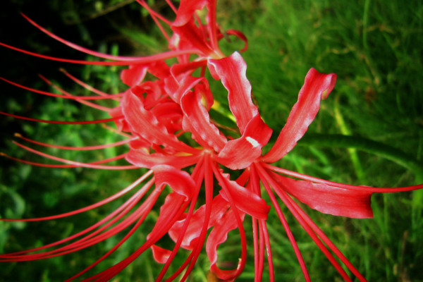 彼岸花養殖開花要多久