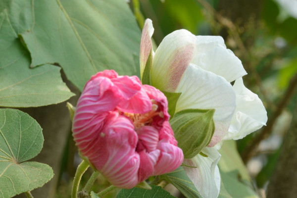 芙蓉花喜歡陽光嗎