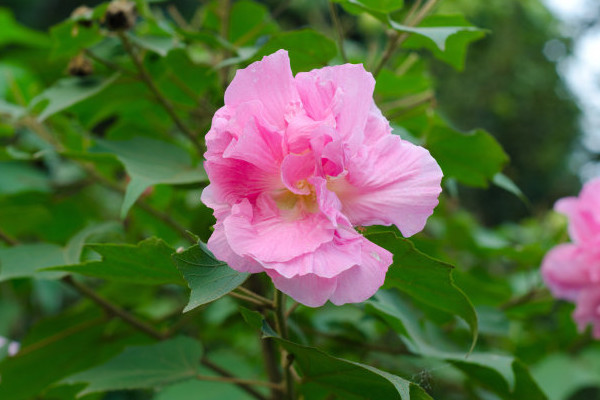 芙蓉花喜歡陽光嗎