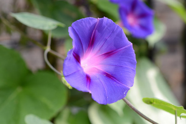 牽牛花葉子黃了還會變綠嗎