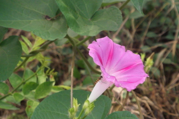 爬藤牽牛花可以摘心嗎