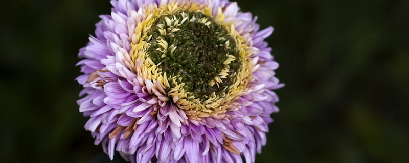 菊花修剪后還能再開花嗎