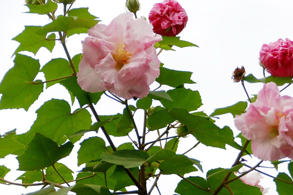 開過的芙蓉花怎么處理