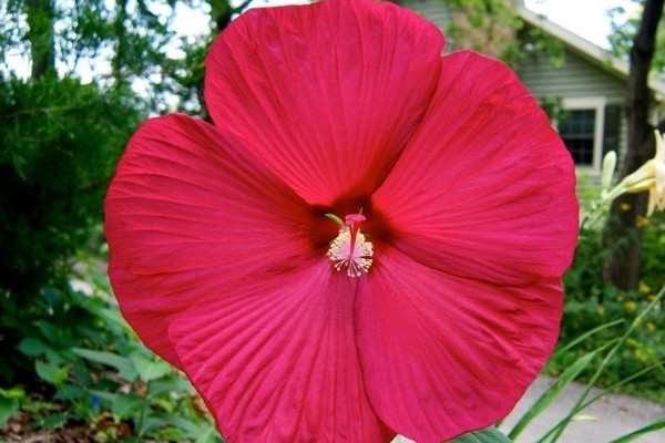 芙蓉花是什么花的別稱