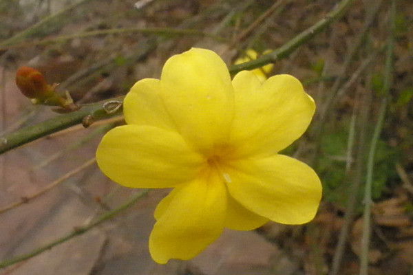 迎春花老樁怎樣移栽