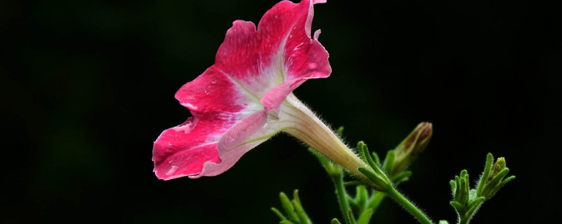 牽牛花花粉會(huì)過(guò)敏嗎