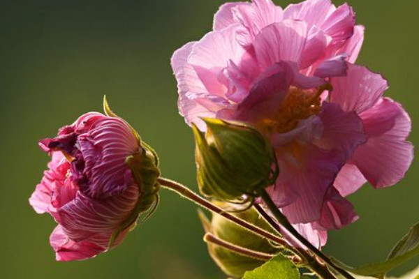 芙蓉花種子種植什么時候開花