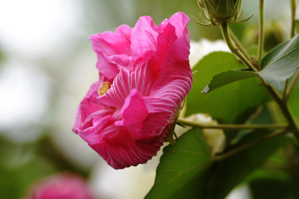 芙蓉花種子種植什么時候開花