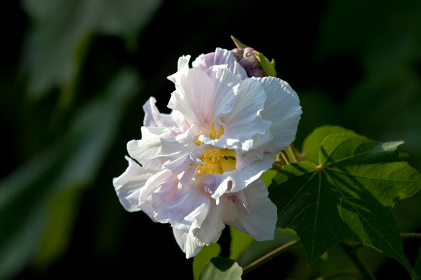 芙蓉花和牡丹的區別