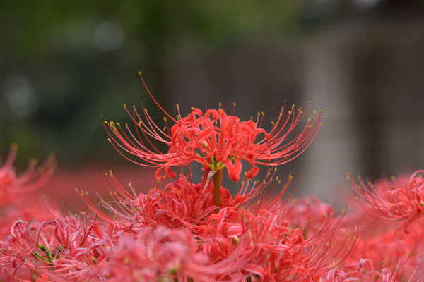 彼岸花根莖是什么樣子