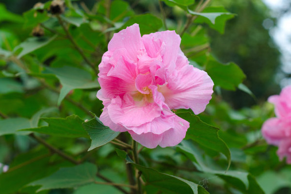 芙蓉花種子什么時候收集