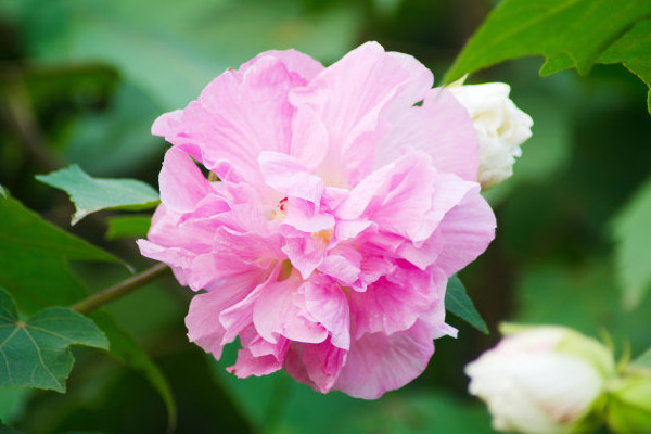 芙蓉花有幾種品種