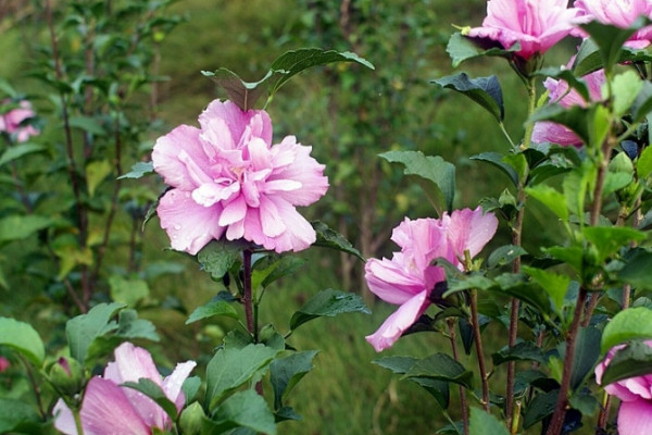 芙蓉花有幾種品種