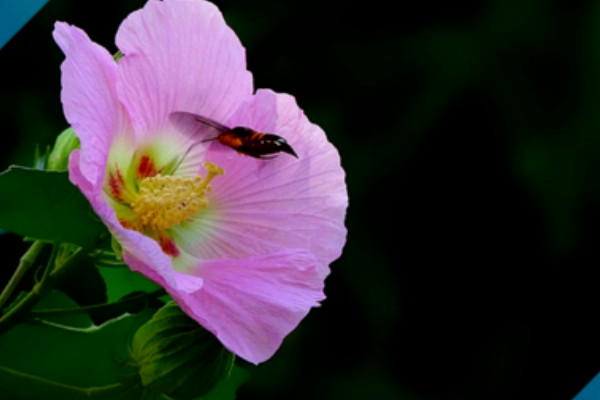 芙蓉花沒開時有葉子嗎