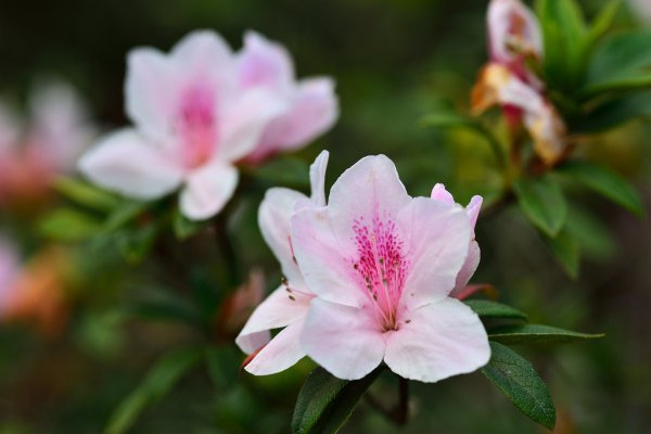 杜鵑花開完花掉葉子