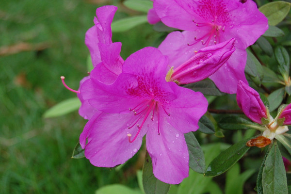 杜鵑花開完花掉葉子