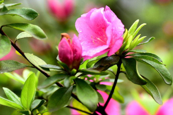 杜鵑花葉子和花苞干枯