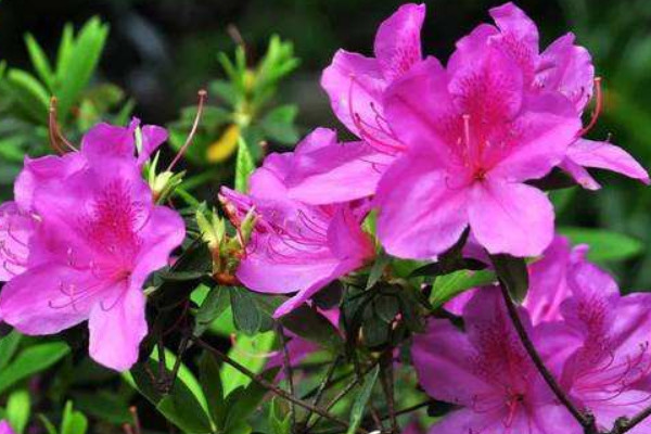 杜鵑花葉子和花苞干枯